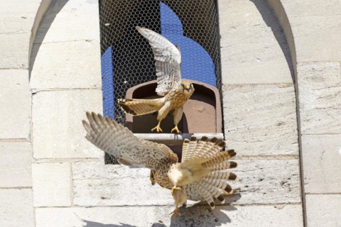 Kestrel