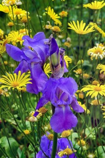German iris