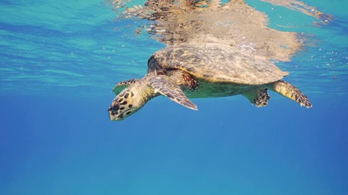 Sea Turtle resting on surface of water and looking down. Hawksbill Sea Turtle