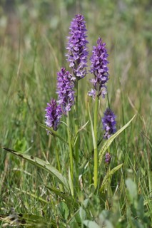 Southern marsh orchid