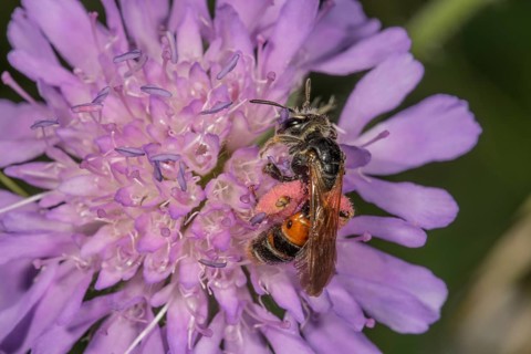Knautia sand bee