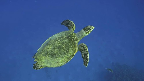 Hawksbill Sea Turtle