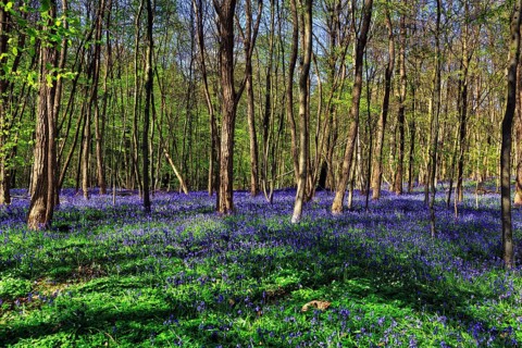 Common bluebell