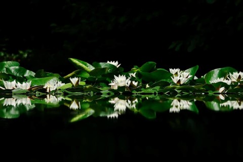 Picturesque white water lilies