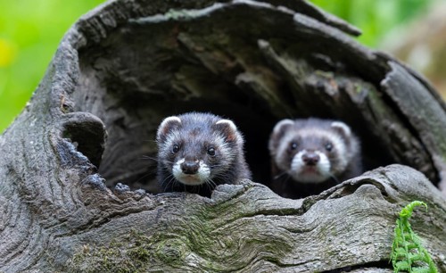 European polecat