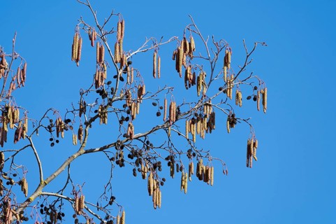 Black alder