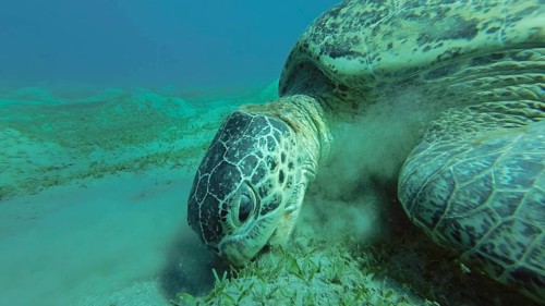 Sea turtle grazing on the seaseabed