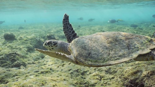 Hawksbill Sea Turtle