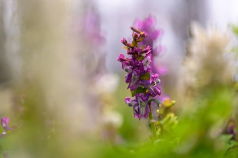Hollow larkspur