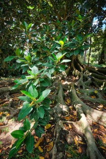 Exotic tree Australian banyan