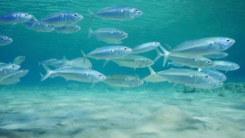 School of Mackerel fish swims over sandy seabed in shallow water on bright sunny day in sunrays