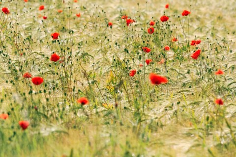 Corn poppy blossom