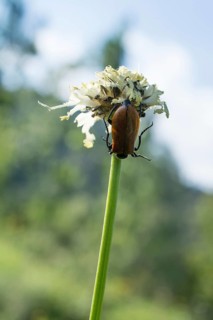 Red bug feeding on flowers in the nature