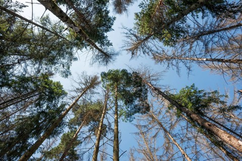 Dead spruces