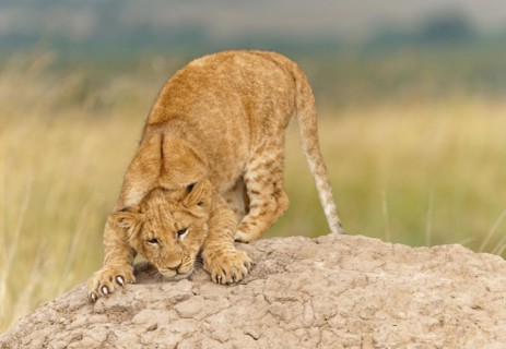 Young lion