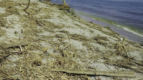Floating debris has reached Black Sea beaches in Odessa