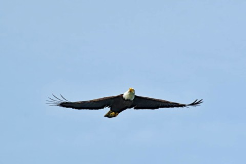 Adult bald eagle in flight