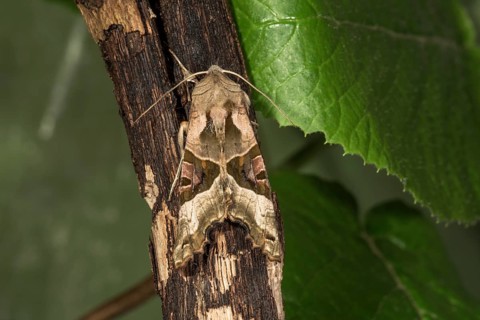 Owl butterfly
