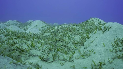 Seagrass bed on hilly sand bottom. Seabed sandy hills covered with Smooth ribbon seagrass