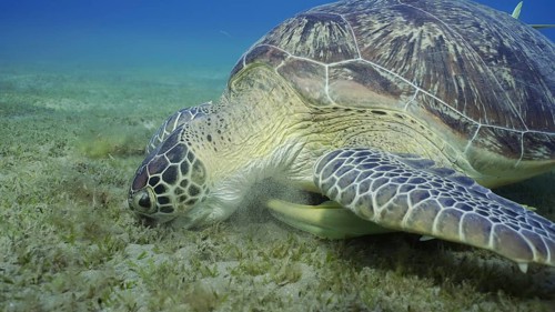 Portrait of Sea turtle grazing on the seaseabed