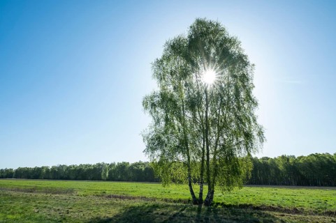 Downy birches