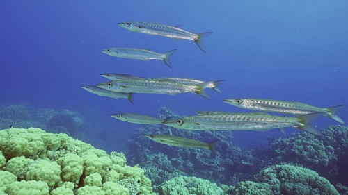 Group of Yellow-tail Barracuda