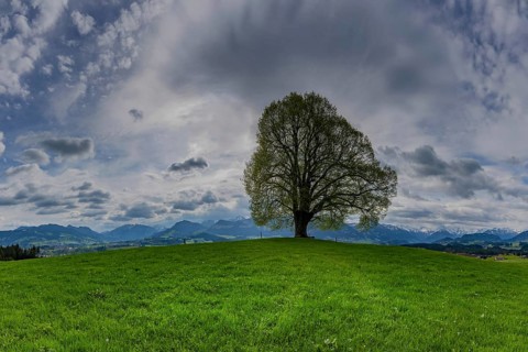 Peace lime tree