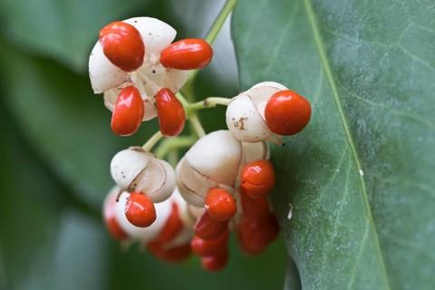White european spindle