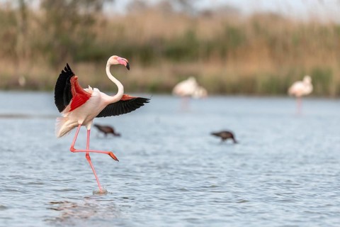 Greater flamingos