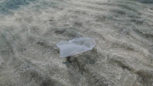 Plastic pollution