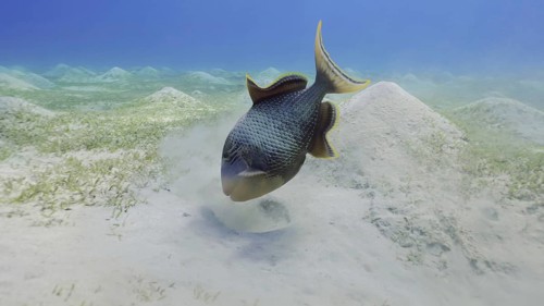 Close up of Yellowmargin Triggerfish