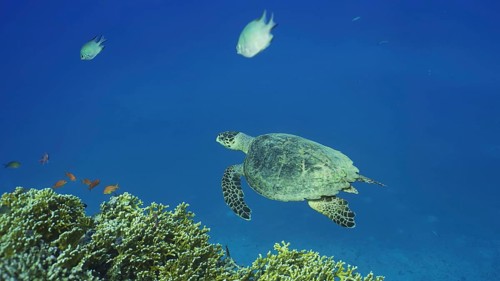 Top view of Hawksbill Sea Turtle