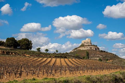 Vineyards around the Real Castillo de Curiel in the Ribera del Duero denomination of origin area in the province of Valladolid in Spain