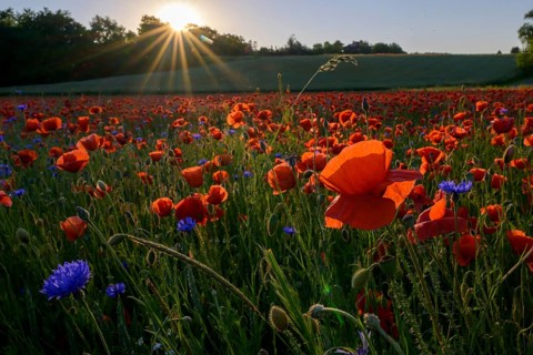Poppy flowers