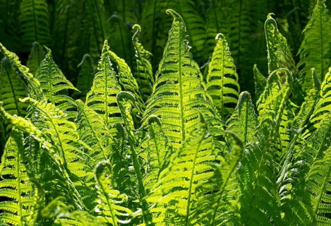 Male-fern