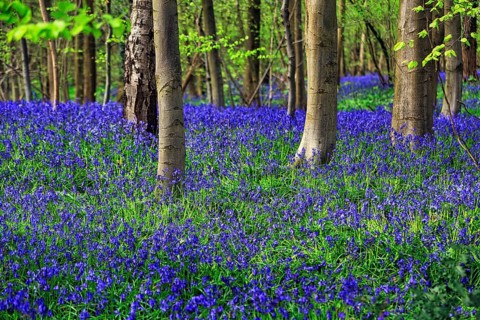 Common bluebell