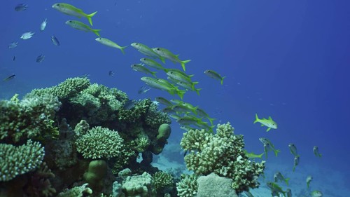 School of Yellowfin Goatfish