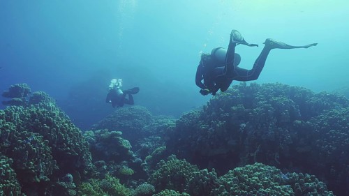 Group of scuba divers swims in the deep next to coral reef in bright sunny day
