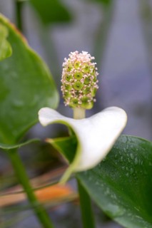 Bog arum