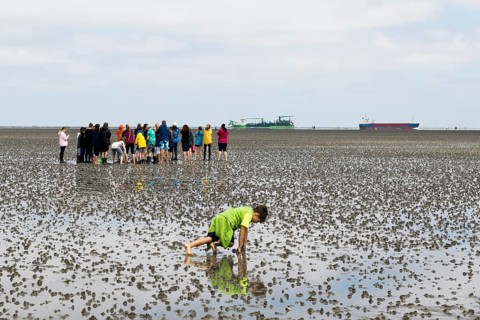 Waders
