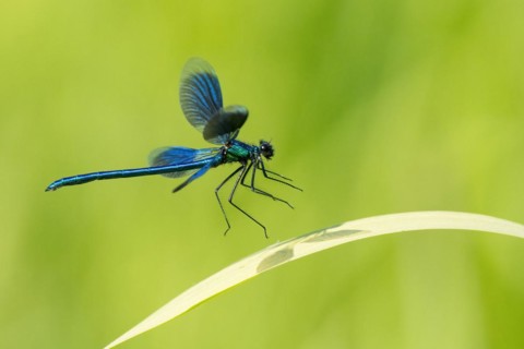 Banded demoiselle