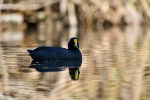 White-winged Eurasian Coot
