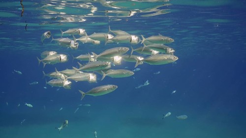 Group of Mackerel fish with open mouth swim under surface in blue water. Shoal of Indian Mackerel