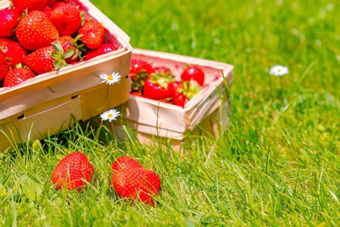 Baskets of strawberry