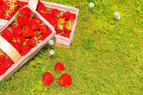Baskets of strawberry