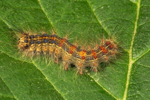 Gypsy moth