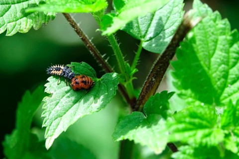 Ladybird