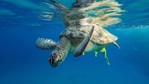 Great Green Sea Turtle