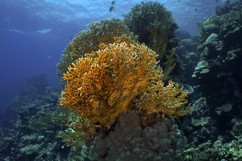 Mesh Fire Coral