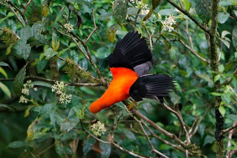 Male Andean cock-of-the-rock